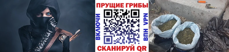 где найти Карачаевск Галлюциногенные грибы Psilocybine cubensis